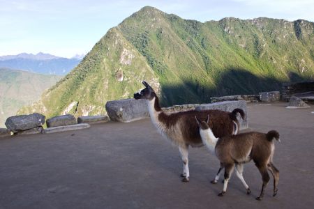 T Peru Machu Picchu 4
