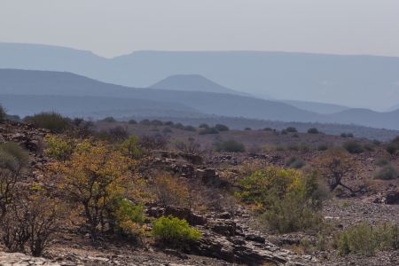 T Namibia Palmwag 3