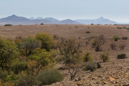 T Namibia Palmwag 5