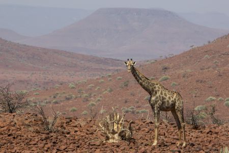 T Namibia Palmwag 6