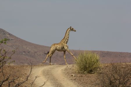 T Namibia Palmwag 7