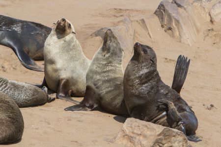 T Namibia Sceleton Coast 10