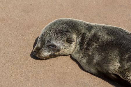 T Namibia Sceleton Coast 6