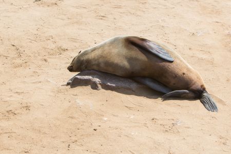 T Namibia Sceleton Coast 7