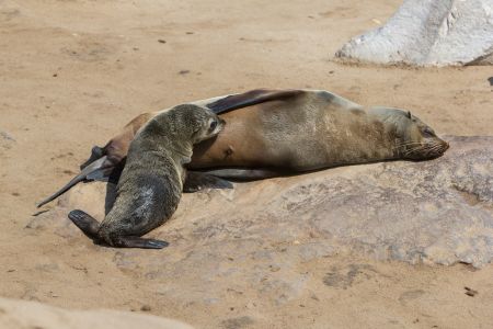 T Namibia Sceleton Coast 9